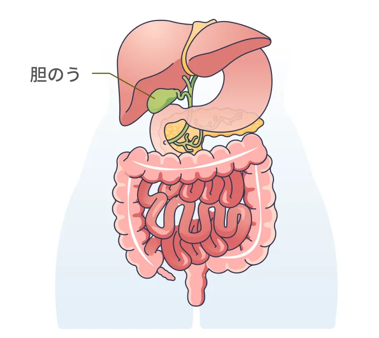 胆のうについて